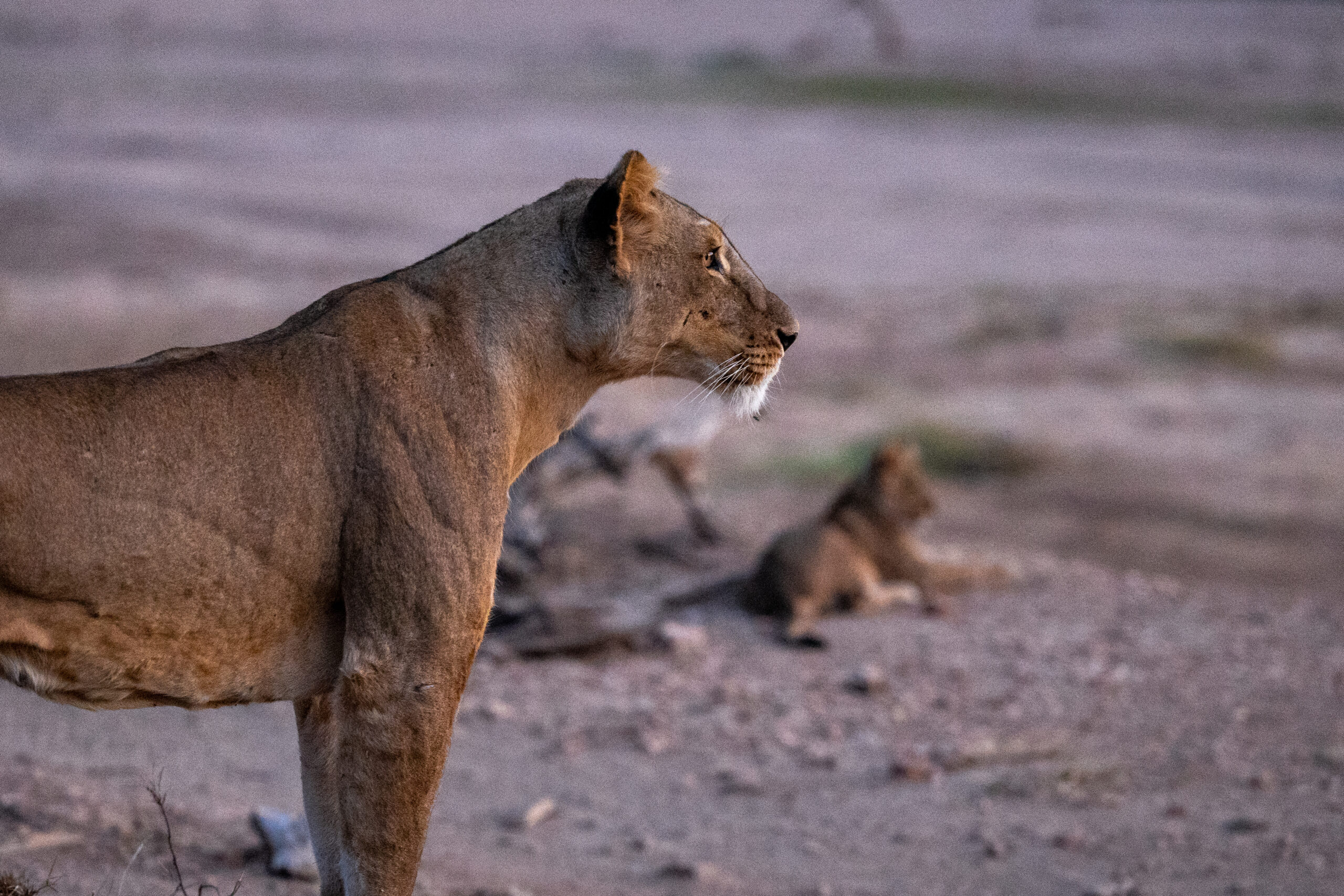 FEMALE LION - Image 2