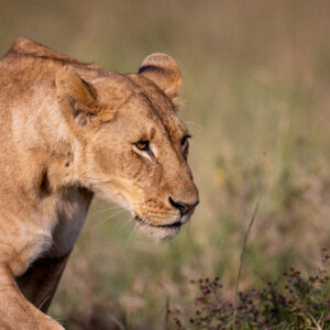 FEMALE LION