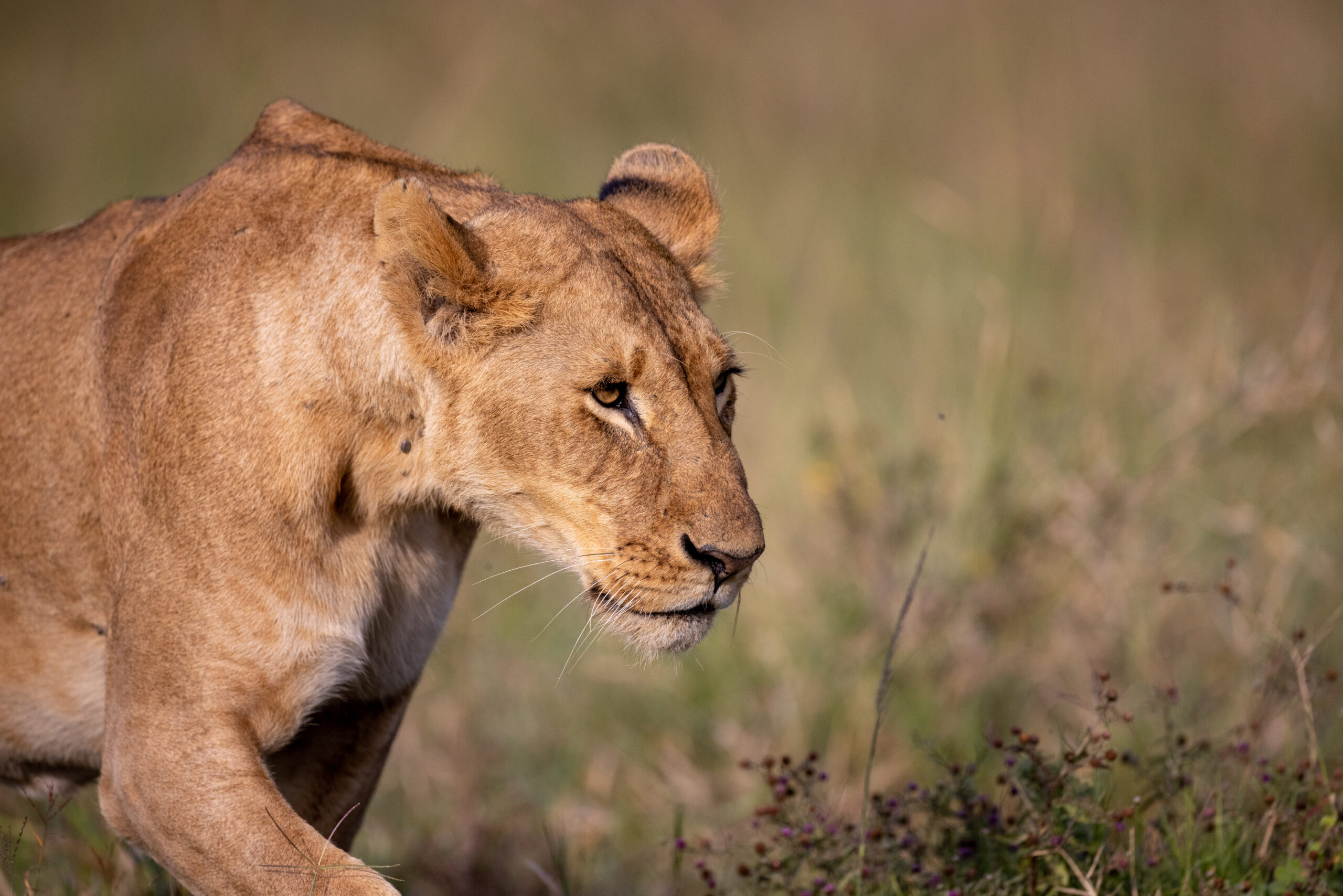FEMALE LION